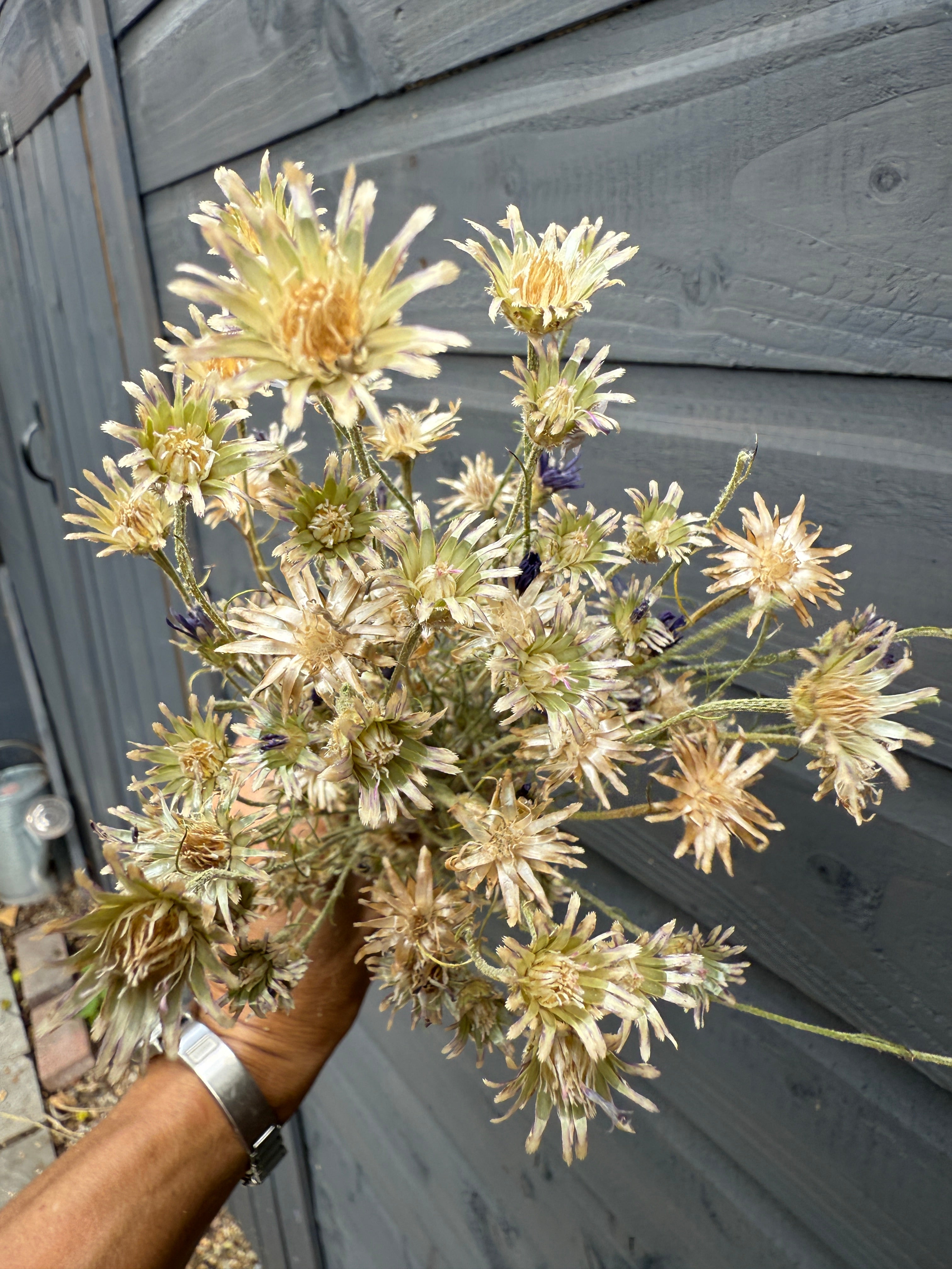 Cornflower Dried