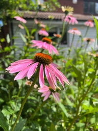 A close-up of Bishy Barnabees Cottage Garden's Echinacea Purple Coneflower in a pollinator garden, featuring a small insect on its petal, more coneflowers, green foliage, Echinacea seeds, and sunlight near a white building.