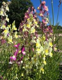 Linaria Fairy Bouquet Mix by Bishy Barnabees Cottage Garden features tall yellow and pink wildflowers blooming in a sunny field, like baby snapdragons, with green grass and trees beneath a clear blue sky.