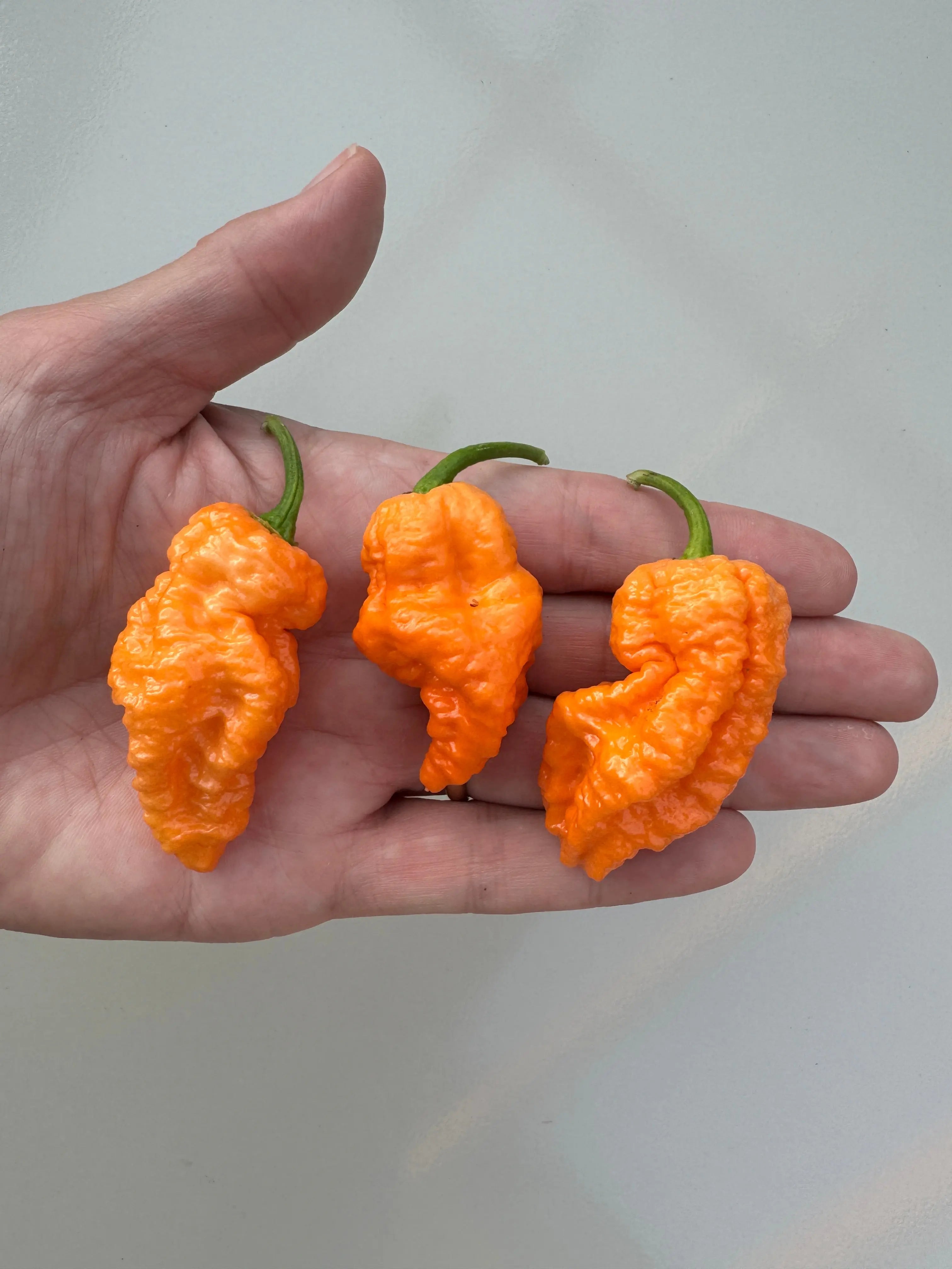 Jays Peach Ghost Scorpion Chilli - Bishy Barnabees Cottage Garden Ltd