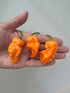 Jays Peach Ghost Scorpion Chilli - Bishy Barnabees Cottage Garden Ltd
