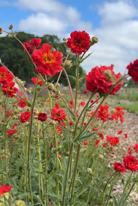 Geum Mrs Bradshaw by Bishy Barnabees Cottage Garden Ltd displays scarlet-red flowers with yellow centers on tall green stems, set among lush greenery and more blooms beneath a partly cloudy blue sky.