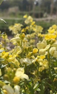 Close-up of Wallflower Ivory White blooms by Bishy Barnabees Cottage Garden, creamy-white flowers glowing in sunlight with green leaves and a softly blurred garden background.