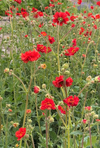 Geum Mrs Bradshaw by Bishy Barnabees Cottage Garden Ltd features scarlet-red blooms with green stems and leaves, creating a dense, colorful display ideal for natural cottage garden settings.