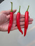 XL Cheyenne Mutant Chilli - Bishy Barnabees Cottage Garden Ltd