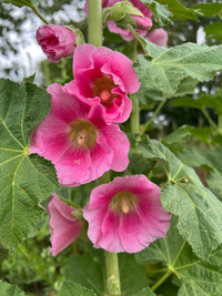 Close-up of vibrant pink Hollyhock Bishy Barnabee Mix flowers by Bishy Barnabees Cottage Garden, featuring delicate petals, yellow centers, and lush green leaves with buds and partially opened blooms in a classic country garden setting.
