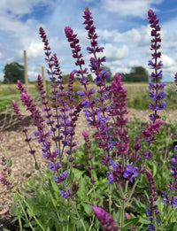Salvia Violet Queen from Bishy Barnabees Cottage Garden Ltd features tall purple flower spikes above green foliage, creating a pollinator-friendly perennial display—perfect for brightening your garden beds.