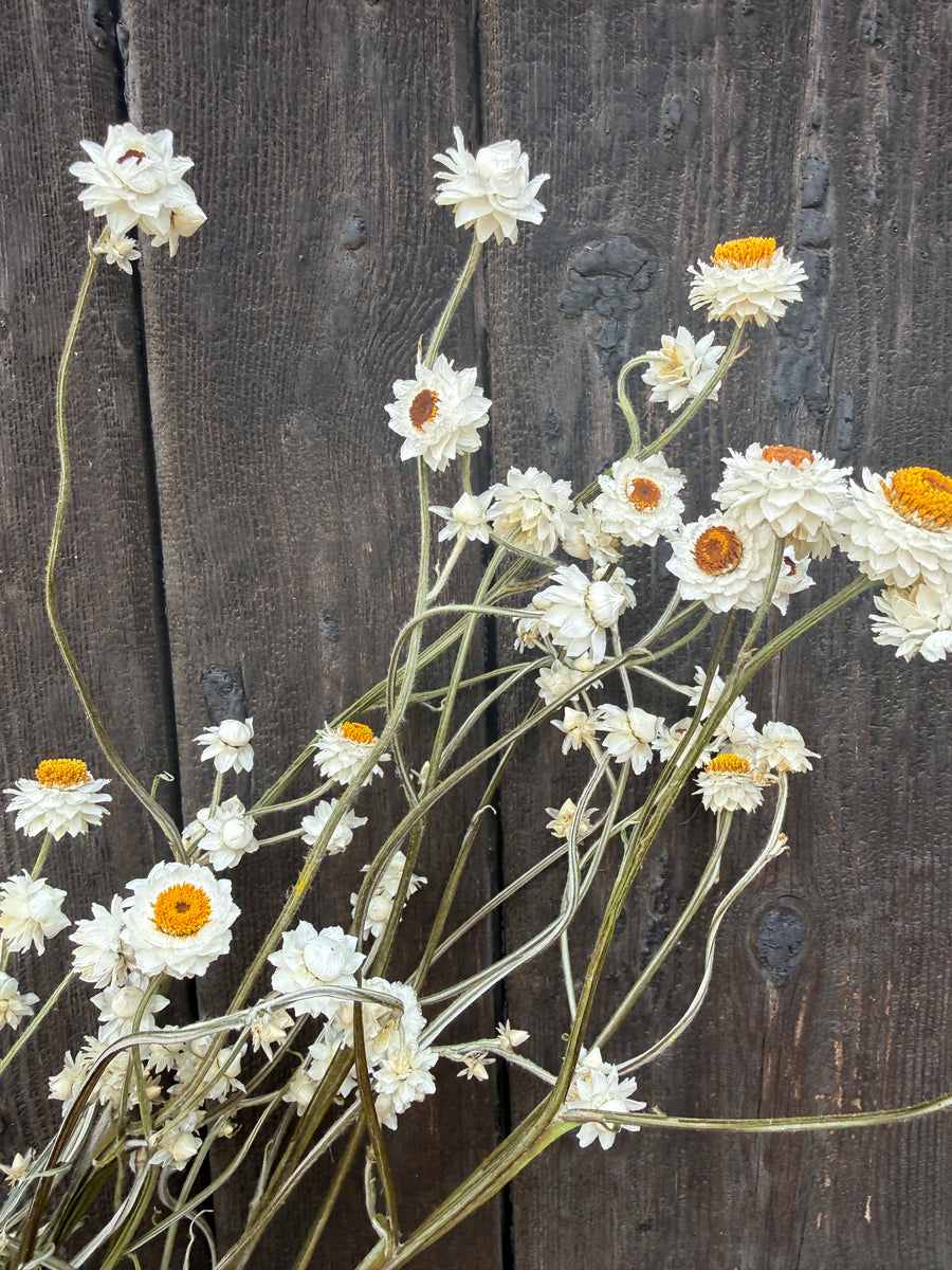 Ammobium