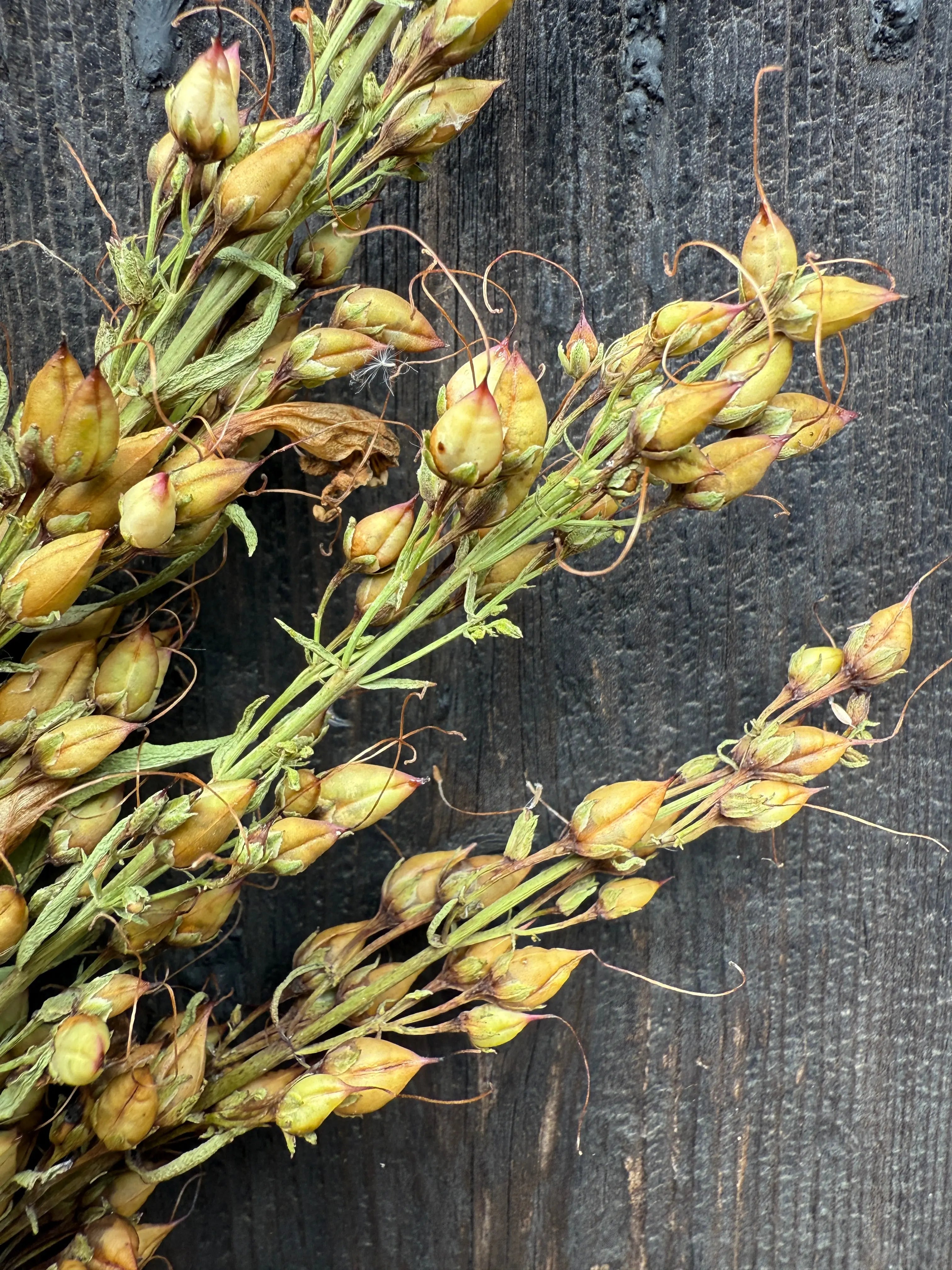 Penstemon Dried - Bishy Barnabees Cottage Garden Ltd