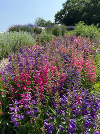A late summer garden bursts with dense clusters of purple and pink Penstemon Cambridge Mix flowers from Bishy Barnabees Cottage Garden, surrounded by lush green foliage under a clear blue sky, with trees and a fence in the background.