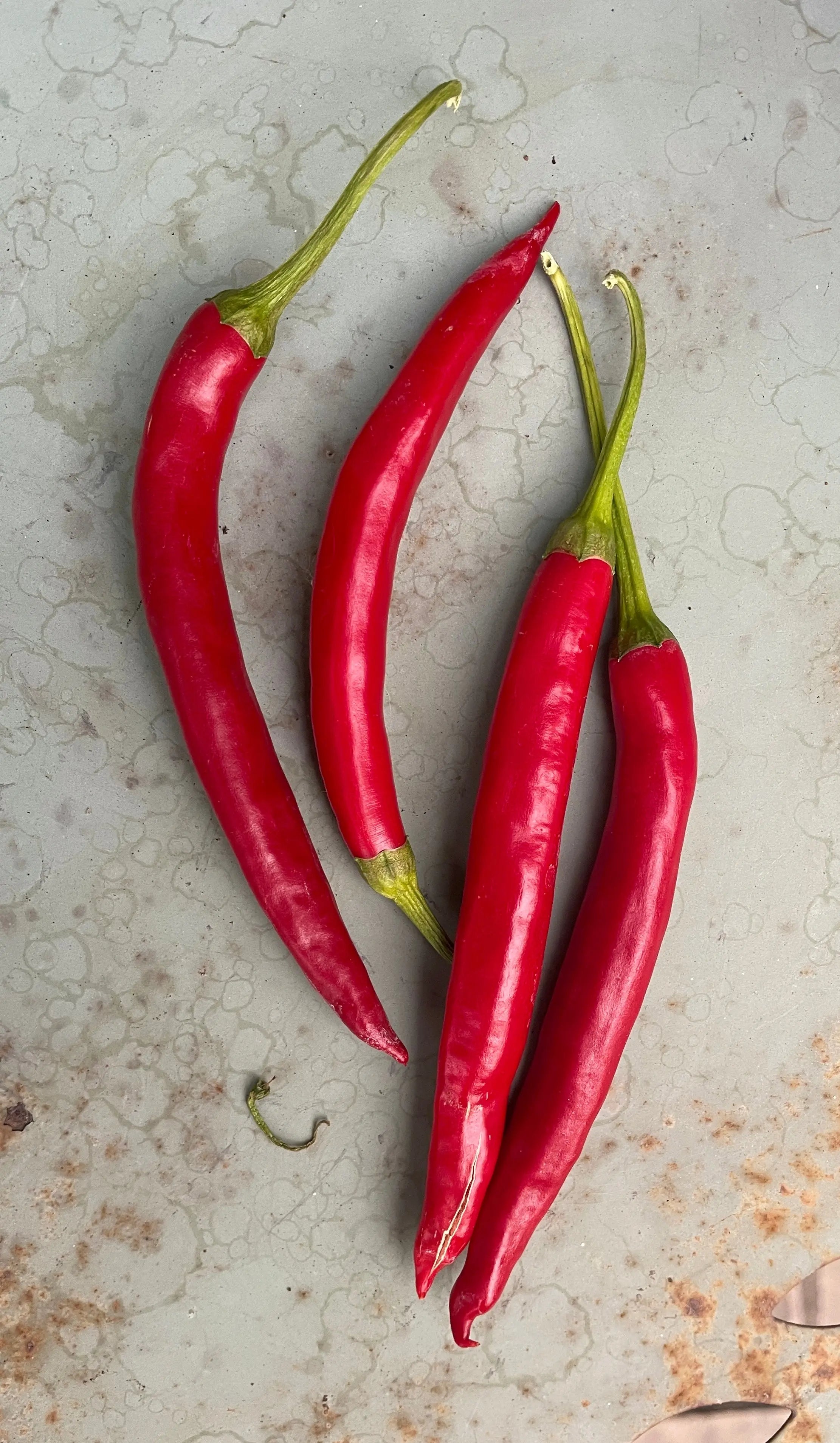 Teja Chilli - Bishy Barnabees Cottage Garden Ltd