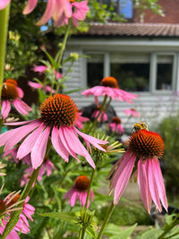 Close-up of vibrant pink Echinacea Purple Coneflower blooms from Bishy Barnabees Cottage Garden in a pollinator garden, with a bee collecting pollen. A house with white siding and a window is softly blurred in the background.