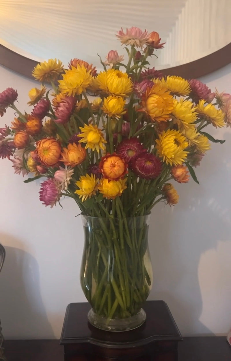 A clear glass vase of Strawflower Helichrysum Swiss Giant Mix by Bishy Barnabees Cottage Garden, in yellow and pink hues, sits on a dark wood table beneath a round mirror, bringing everlasting natural beauty indoors.