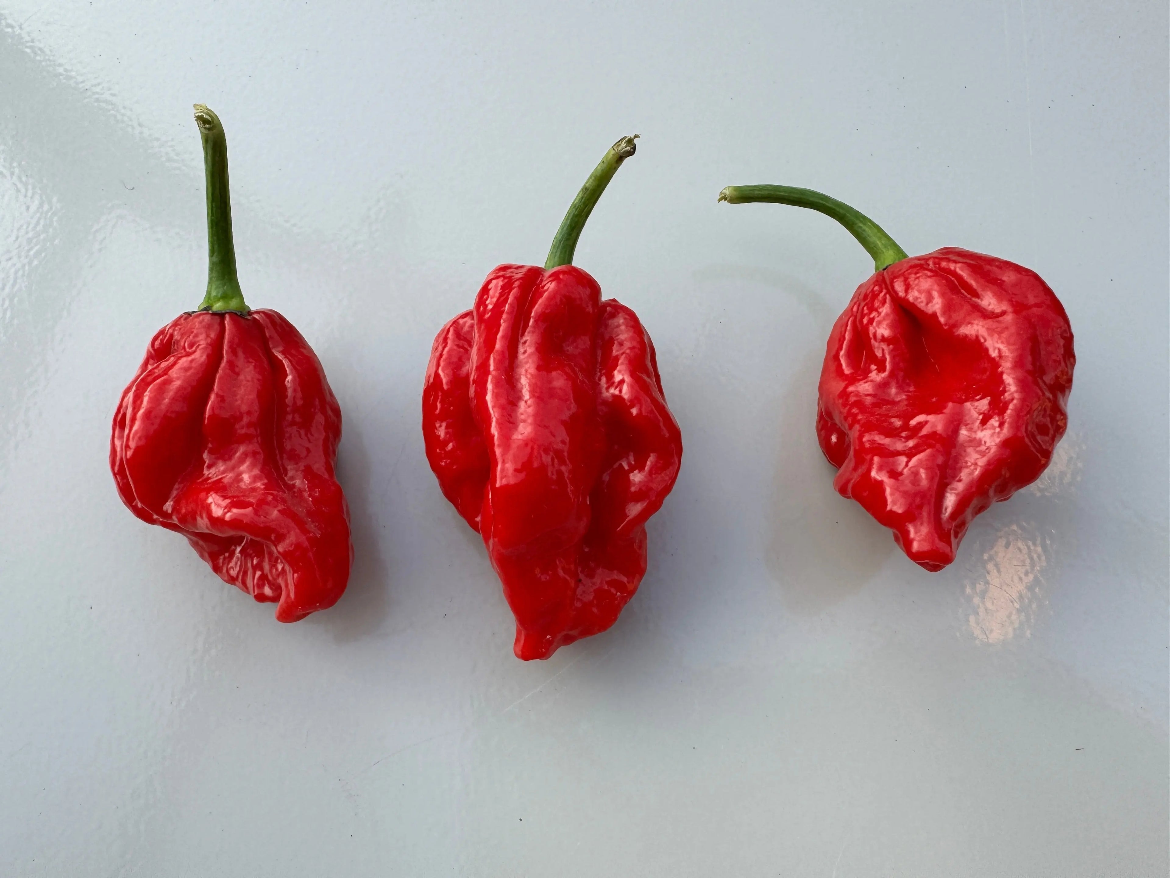 Trinidad Scorpion &