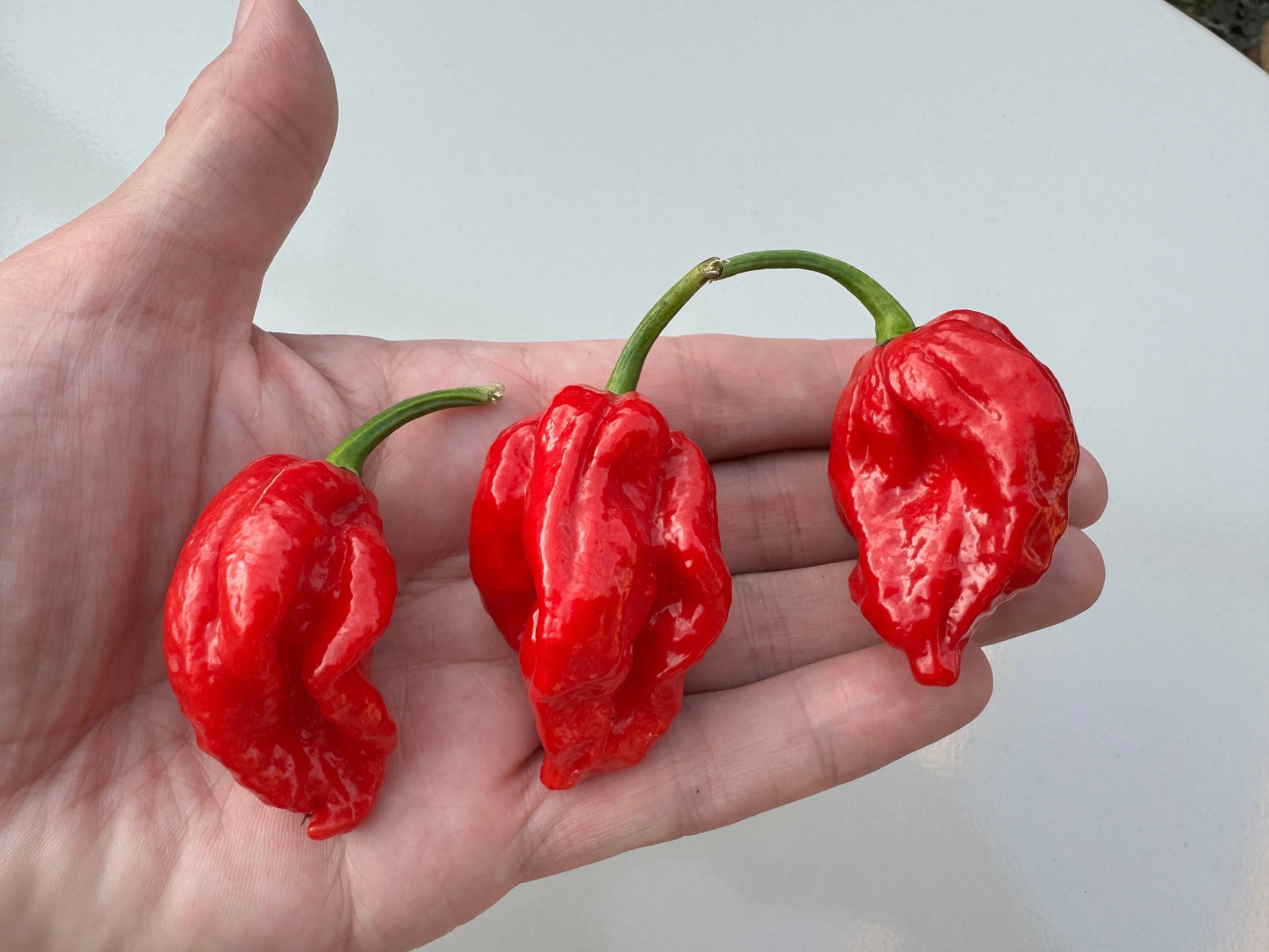 Trinidad Scorpion &