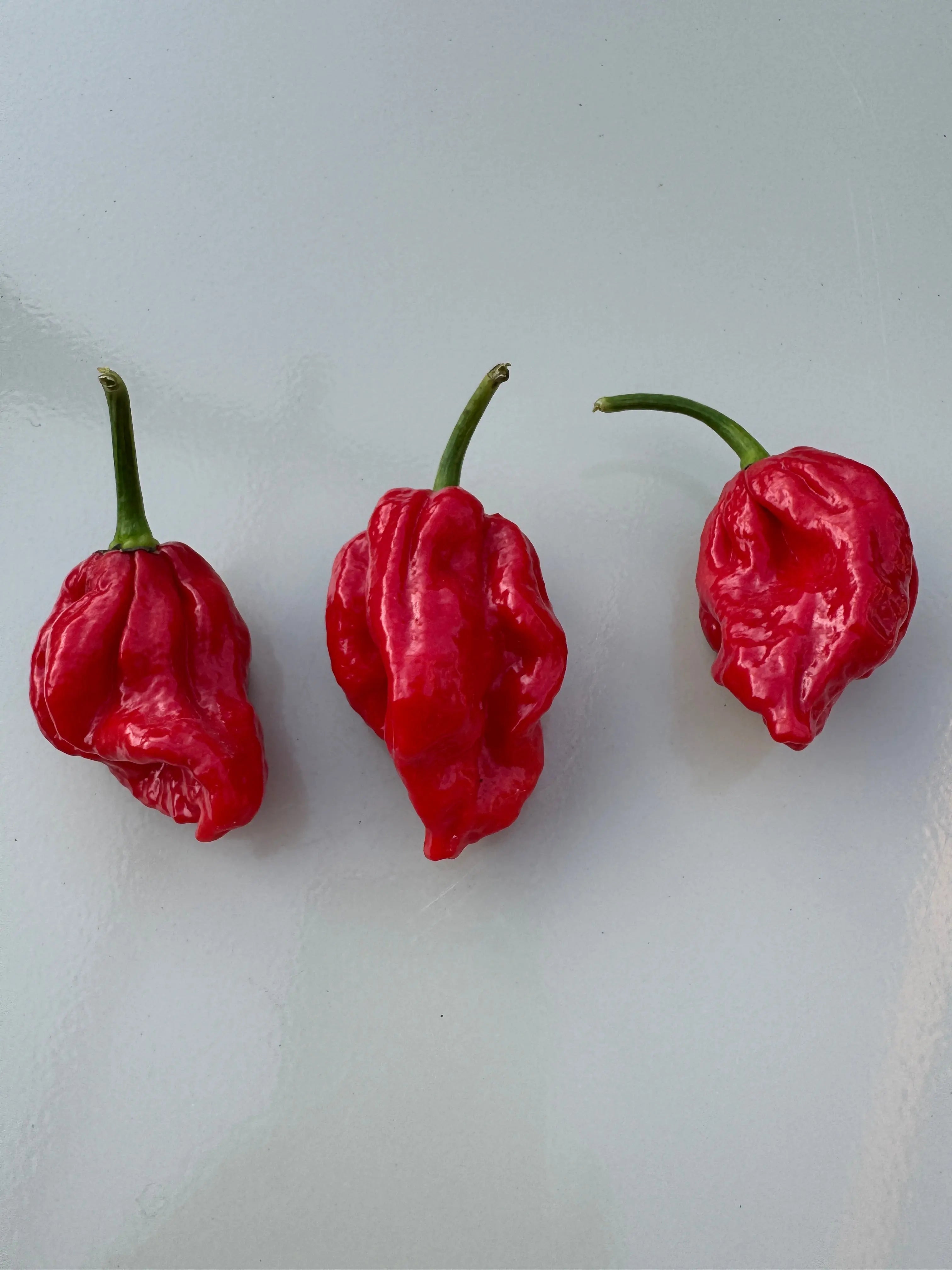 Trinidad Scorpion &