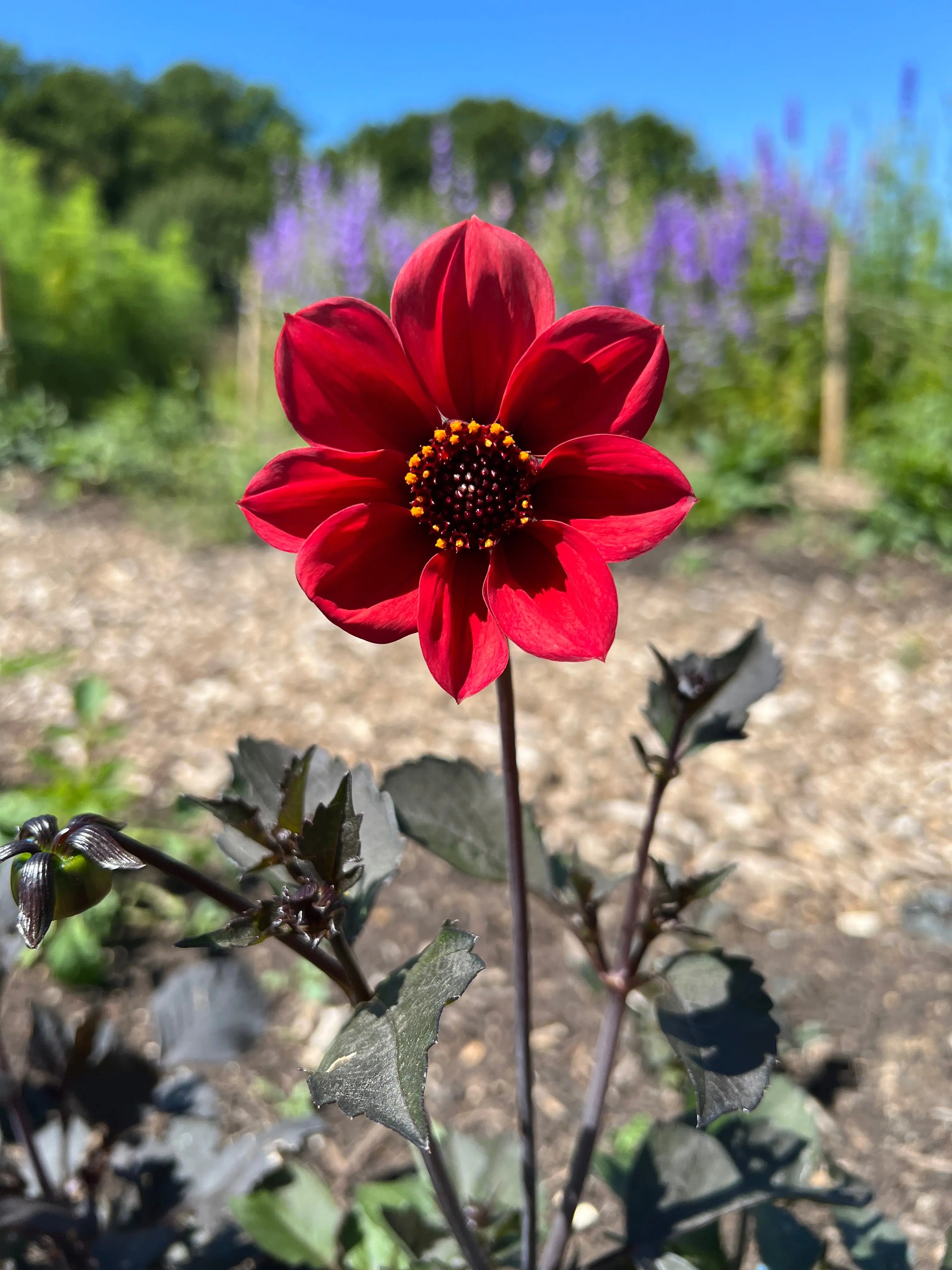 Dahlia Bishops Children Mix - Bishy Barnabees Cottage Garden Ltd