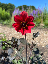 A single red dark-leaved dahlia from the Dahlia Bishops Children Mix by Bishy Barnabees Cottage Garden blooms on a tall stem with deep foliage, set amid green leaves and purple bee-friendly flowers under a clear blue sky.
