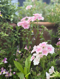 Close-up of Phlox Blushing Bride by Bishy Barnabees Cottage Garden, featuring fragrant annuals with delicate pink and white star-shaped flowers, five petals each, set against lush green leaves in a softly blurred garden scene.