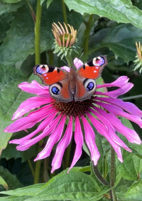 A vibrant butterfly with red, blue, and black eye spots perches on a Bishy Barnabees Cottage Garden Echinacea Purple Coneflower, its bright pink petals and lush green leaves inspiring any pollinator-friendly garden.