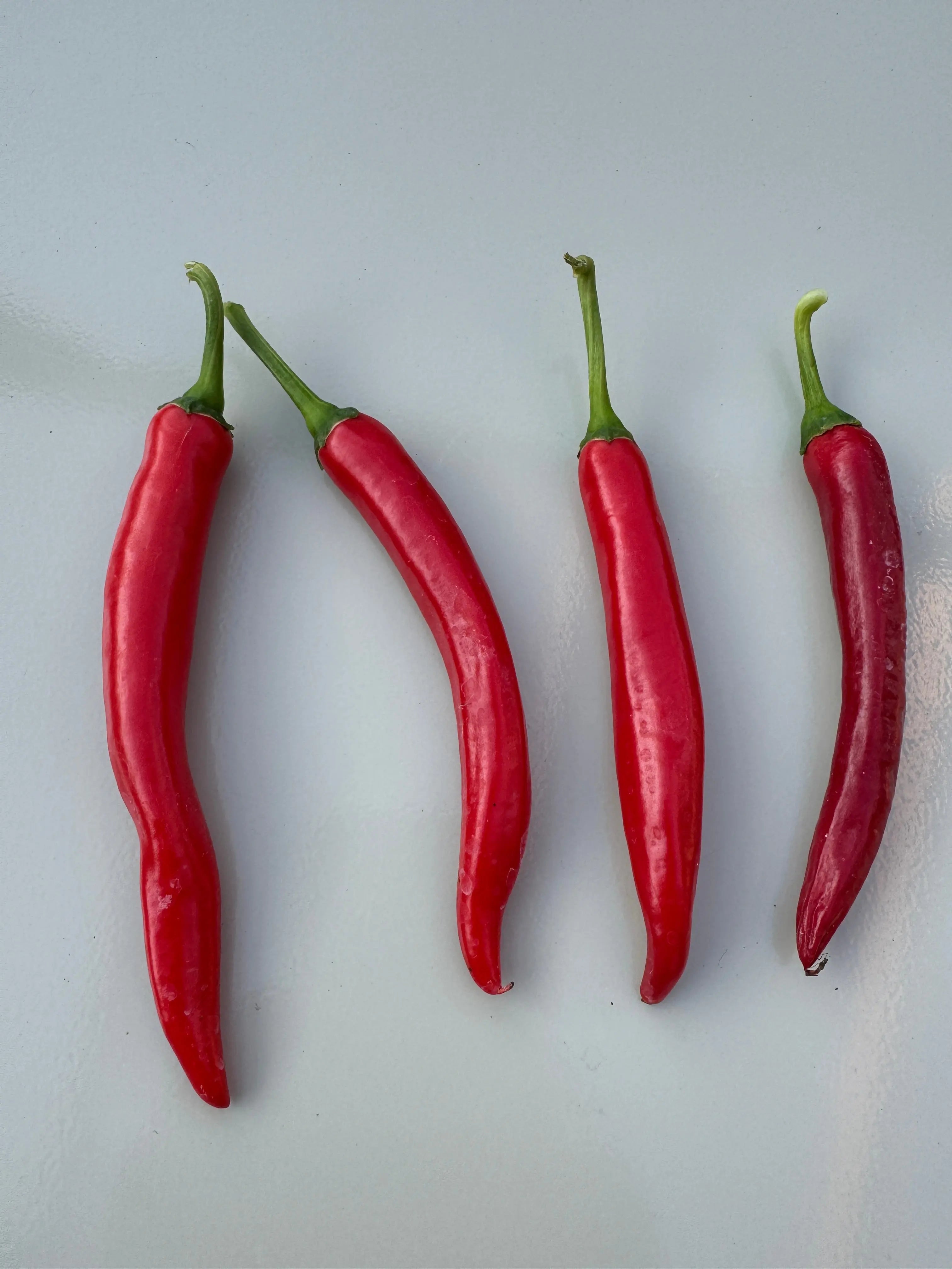 XL Cheyenne Mutant Chilli - Bishy Barnabees Cottage Garden Ltd