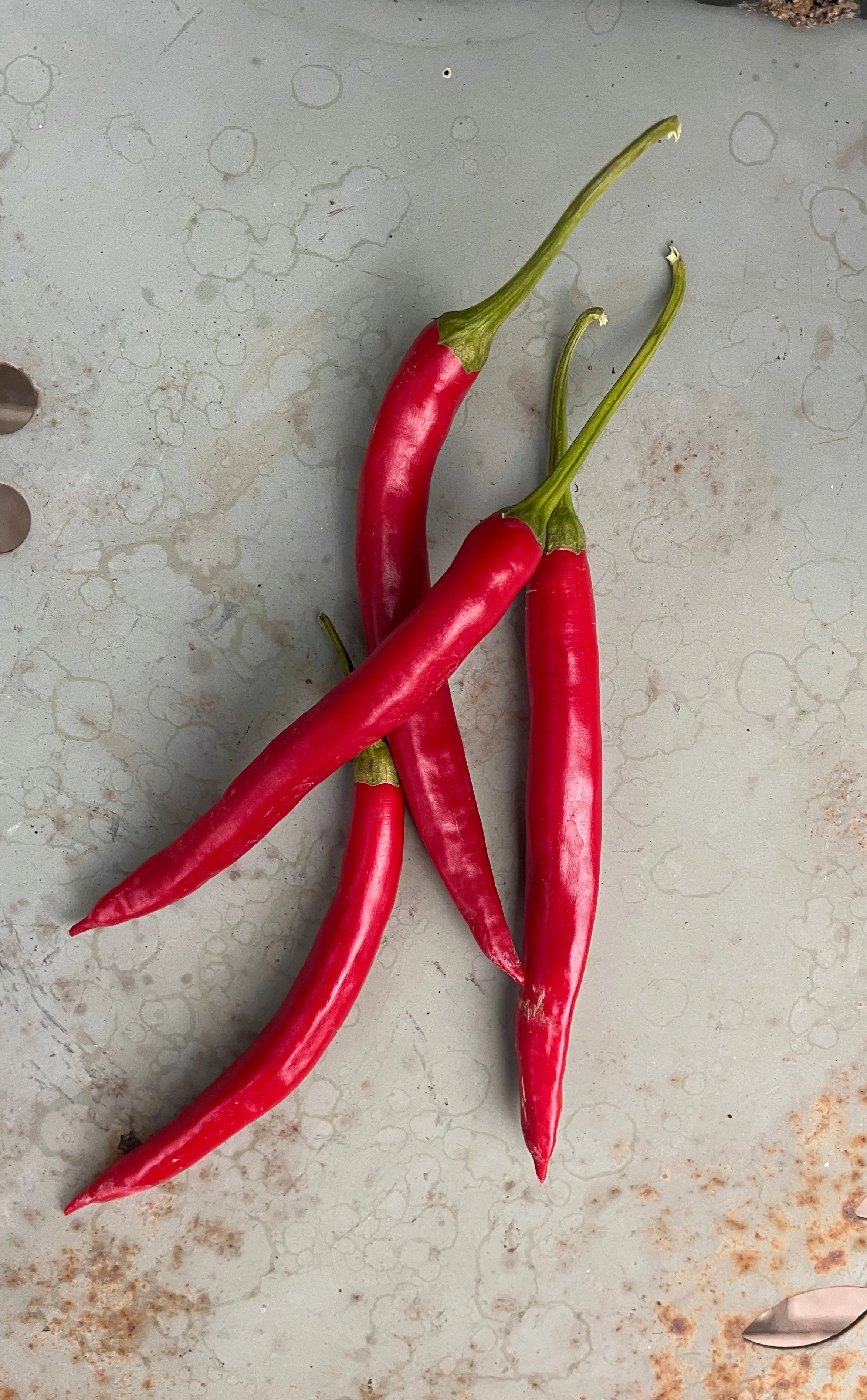 Teja Chilli - Bishy Barnabees Cottage Garden Ltd
