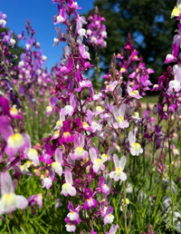 Close-up of Linaria Fairy Bouquet Mix by Bishy Barnabees Cottage Garden, featuring tall purple and white blossoms in sunlight amid green foliage, with softly blurred trees and sky in the background.