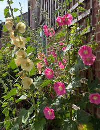 Hollyhock Bishy Barnabee Mix from Bishy Barnabees Cottage Garden showcases pale yellow and bright pink blooms against brick walls and trellis, bringing classic charm to your country garden in the sunshine.