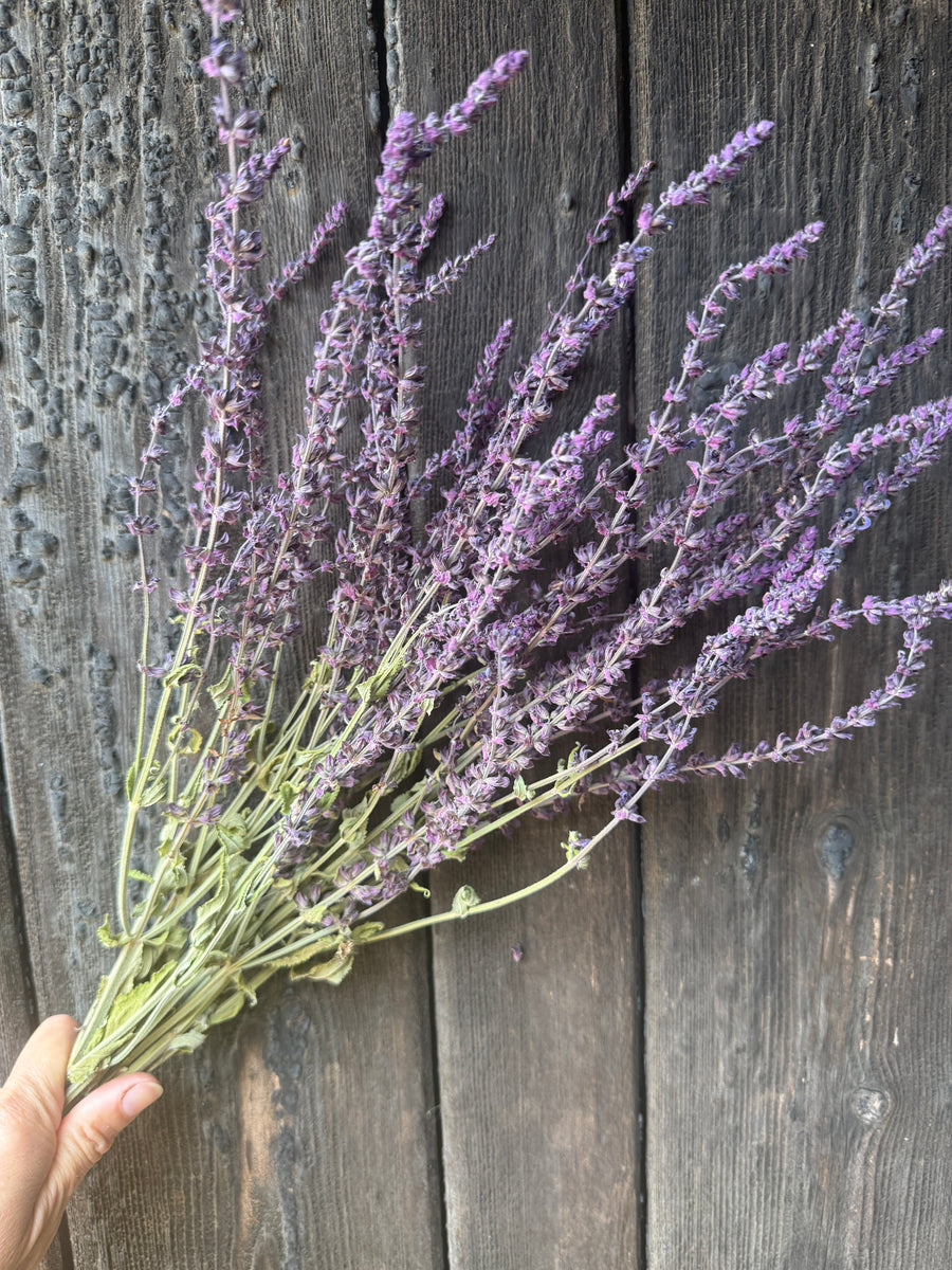 Salvia Violet Queen Dried