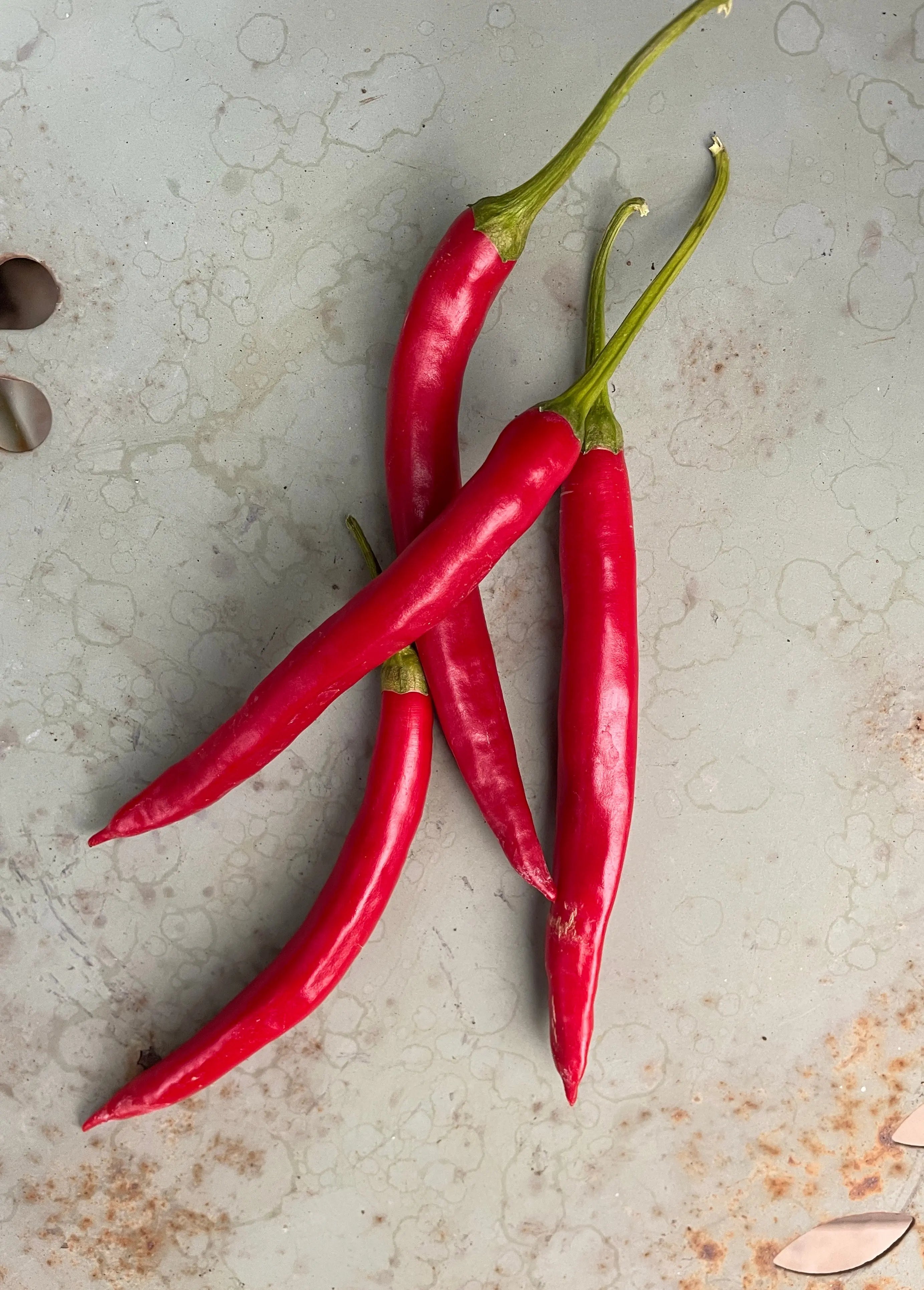 Teja Chilli - Bishy Barnabees Cottage Garden Ltd