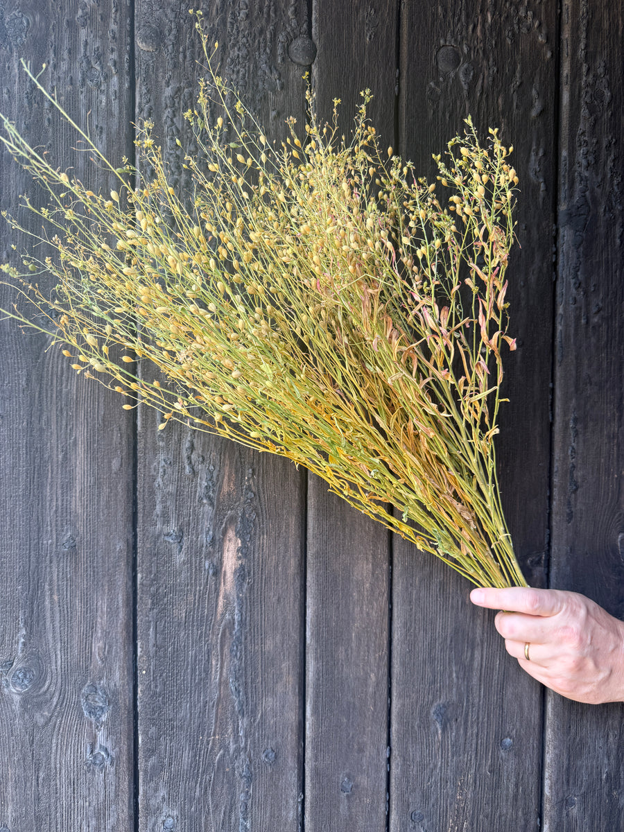 Camelina Sativa Dried | Gold-of-Pleasure Norfolk Bunch