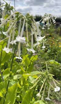 Nicotiana White Trumpets by Bishy Barnabees Cottage Garden features tall green plants with clusters of slender white trumpet flowers, bright green leaves, and soft yellow-green foliage under a cloudy sky.