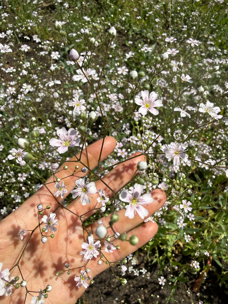 Gypsophila Pink