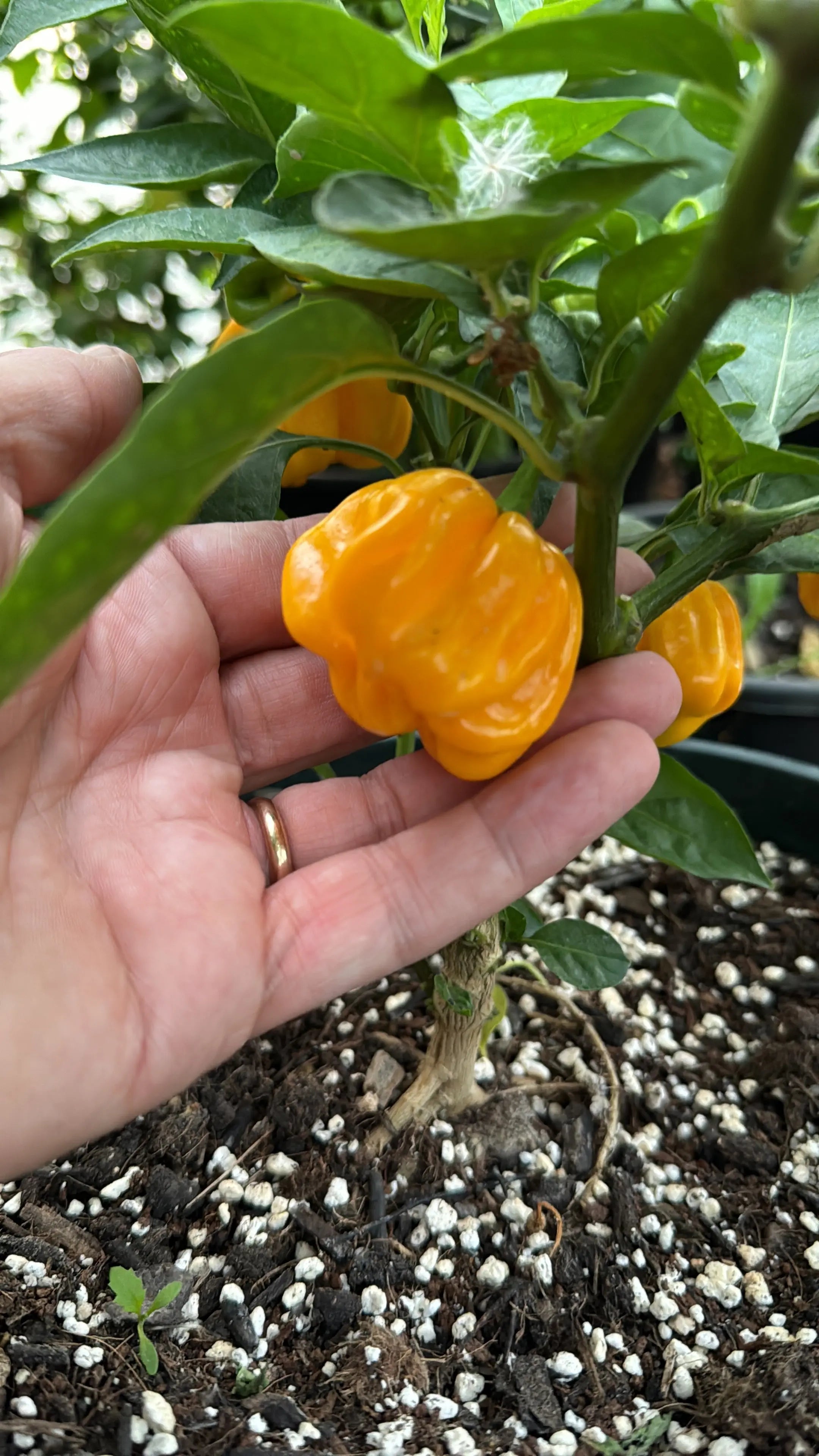 WISR Yellow Chilli - Bishy Barnabees Cottage Garden Ltd