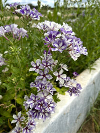 Phlox Sugar Stars by Bishy Barnabees Cottage Garden features clusters of delicate violet-blue, star-shaped flowers and lush green foliage, thriving beside a white stone or concrete garden border.