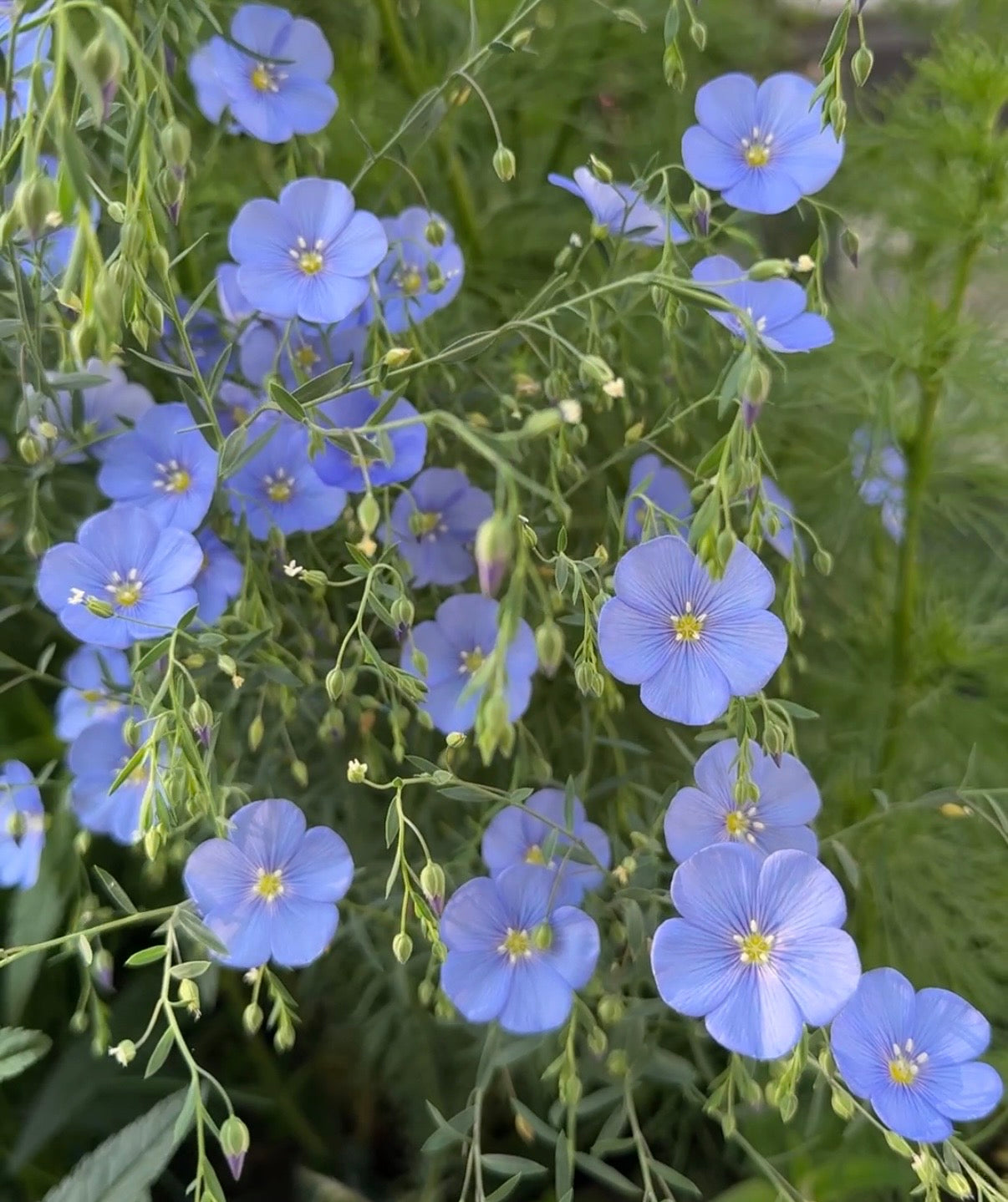 Linum Blue Flax by Bishy Barnabees Cottage Garden Ltd produces clusters of small, round-petaled blue flowers with yellow centers, blooming on slender green stems amid lush foliage. This hardy perennial adds charm to any garden.