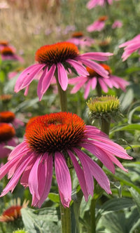 Close-up of Bishy Barnabees Cottage Garden's Echinacea Purple Coneflower, featuring vibrant purple petals and spiky orange centers—a standout addition for any sunny pollinator garden.
