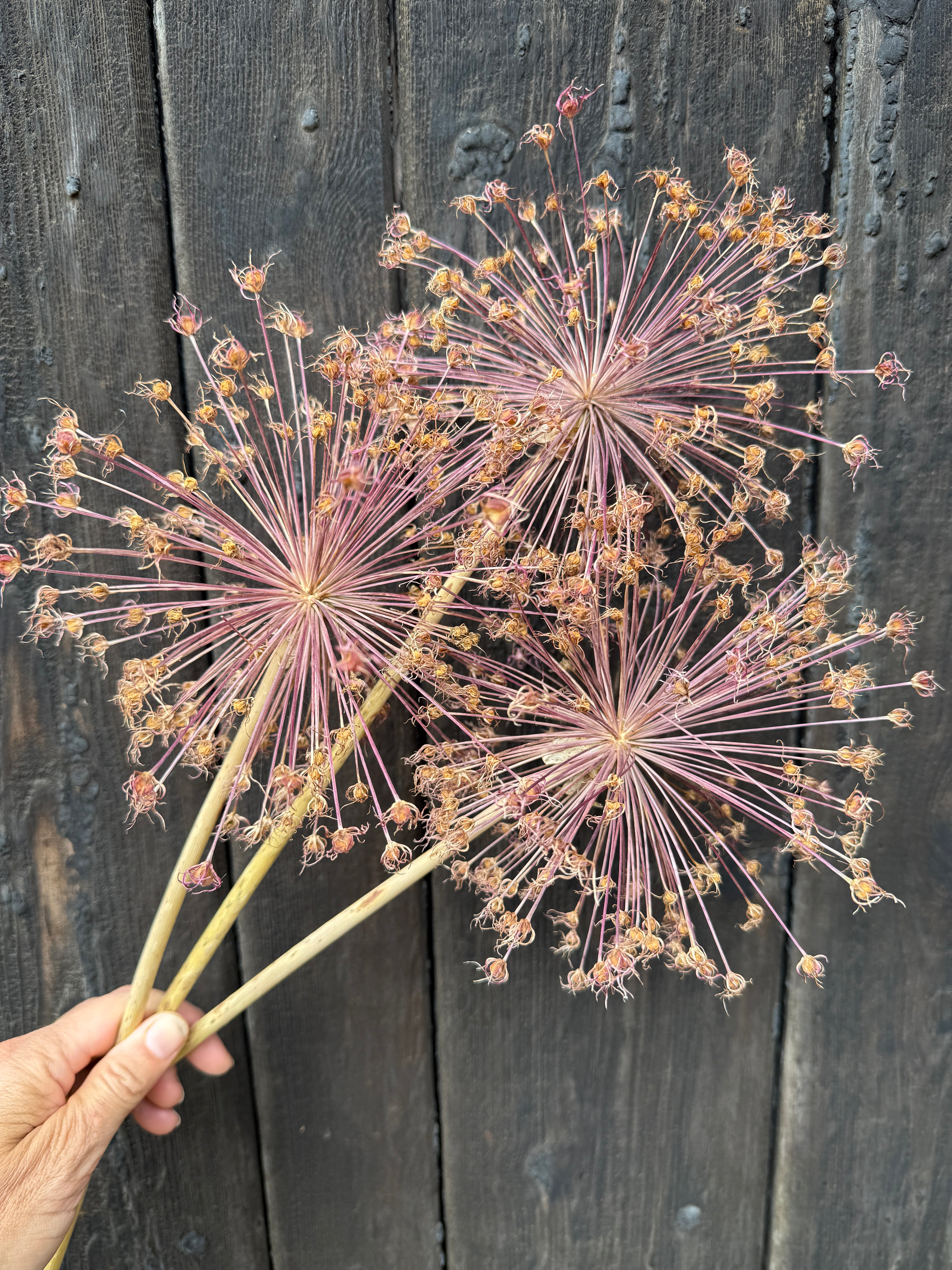 Alliums Dried