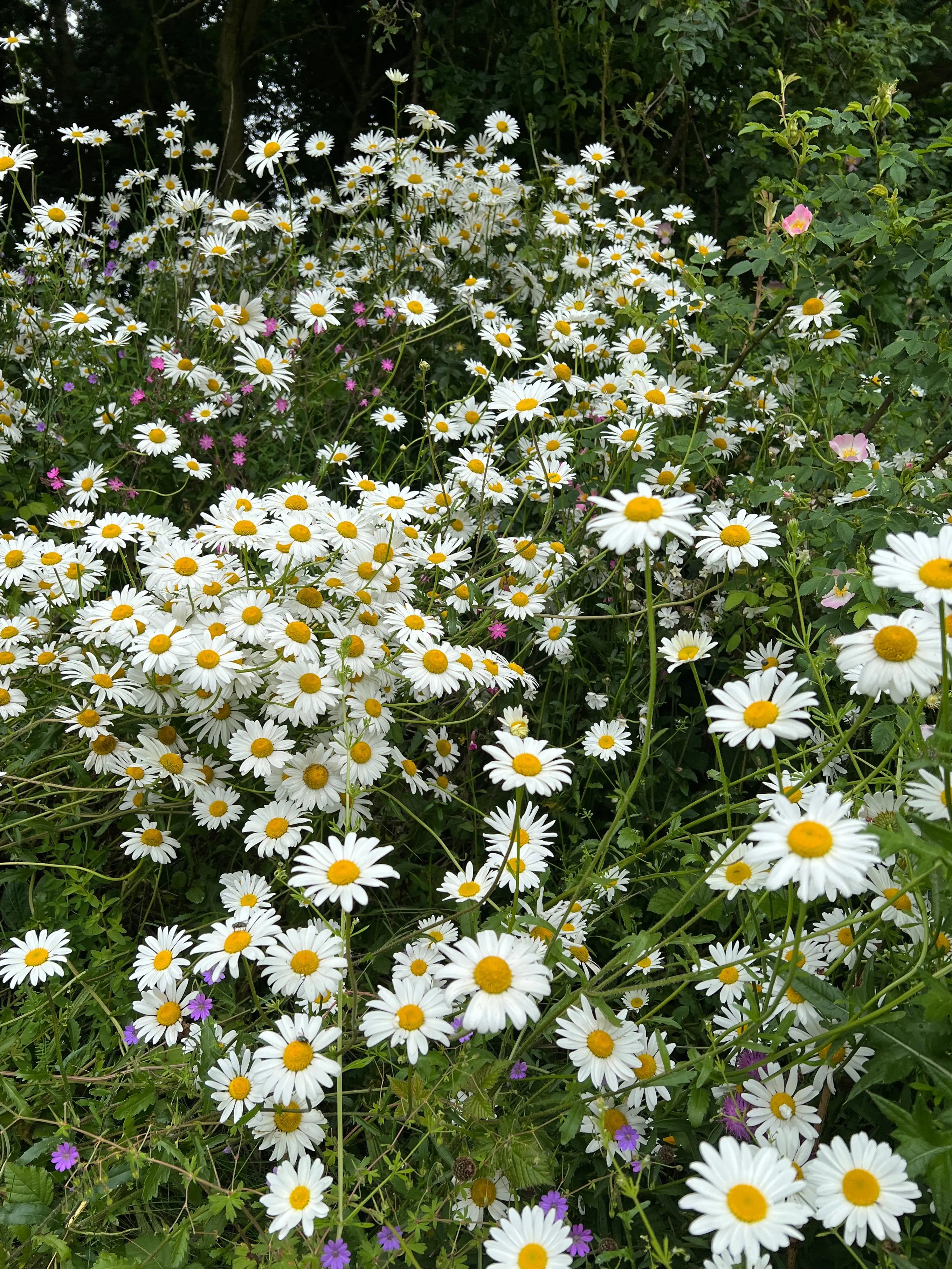 Oxeye Daisy - Bishy Barnabees Cottage Garden Ltd