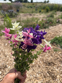 A hand holds the Clary Sage Crown Bouquet Mixed by Bishy Barnabees Cottage Garden Ltd—an outdoor mix of hardy purple, pink, and white blooms, ideal for dried flower arrangements against a sunny, natural garden backdrop.