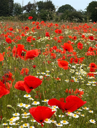 A vibrant field of Bishy Barnabees Cottage Garden Poppy Flanders Red blooms with red poppies and white daisies, stretching into the distance amid green grass and trees under a clear sky.