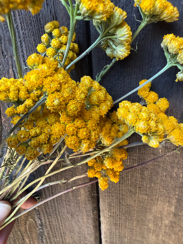Lonas Inodora Dried | Yellow African Daisy Norfolk