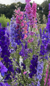 Tall spikes of Larkspur Giant Imperial Mix by Bishy Barnabees Cottage Garden bloom in purple, blue, pink, and white—ideal for homegrown wedding confetti and lush garden color.