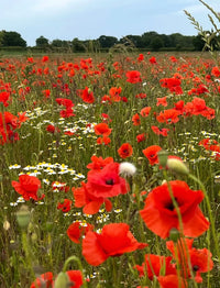 A field of Poppy Flanders Red by Bishy Barnabees Cottage Garden and white daisies stretches beneath a cloudy sky, with green grass and distant trees on the horizon.