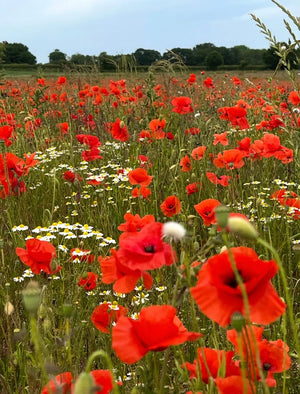 Poppy Flanders Red
