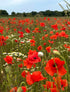Poppy Flanders Red - Bishy Barnabees Cottage Garden Ltd