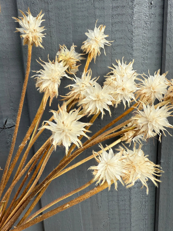 A close-up of Scabious Stellata Stars Dried by Bishy Barnabees Cottage Garden Ltd, featuring spiky petals on long brown stems against a gray wooden background, highlights sustainable dried florals.