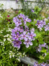 Close-up of the star-shaped, mixed-colour flowers of Phlox &