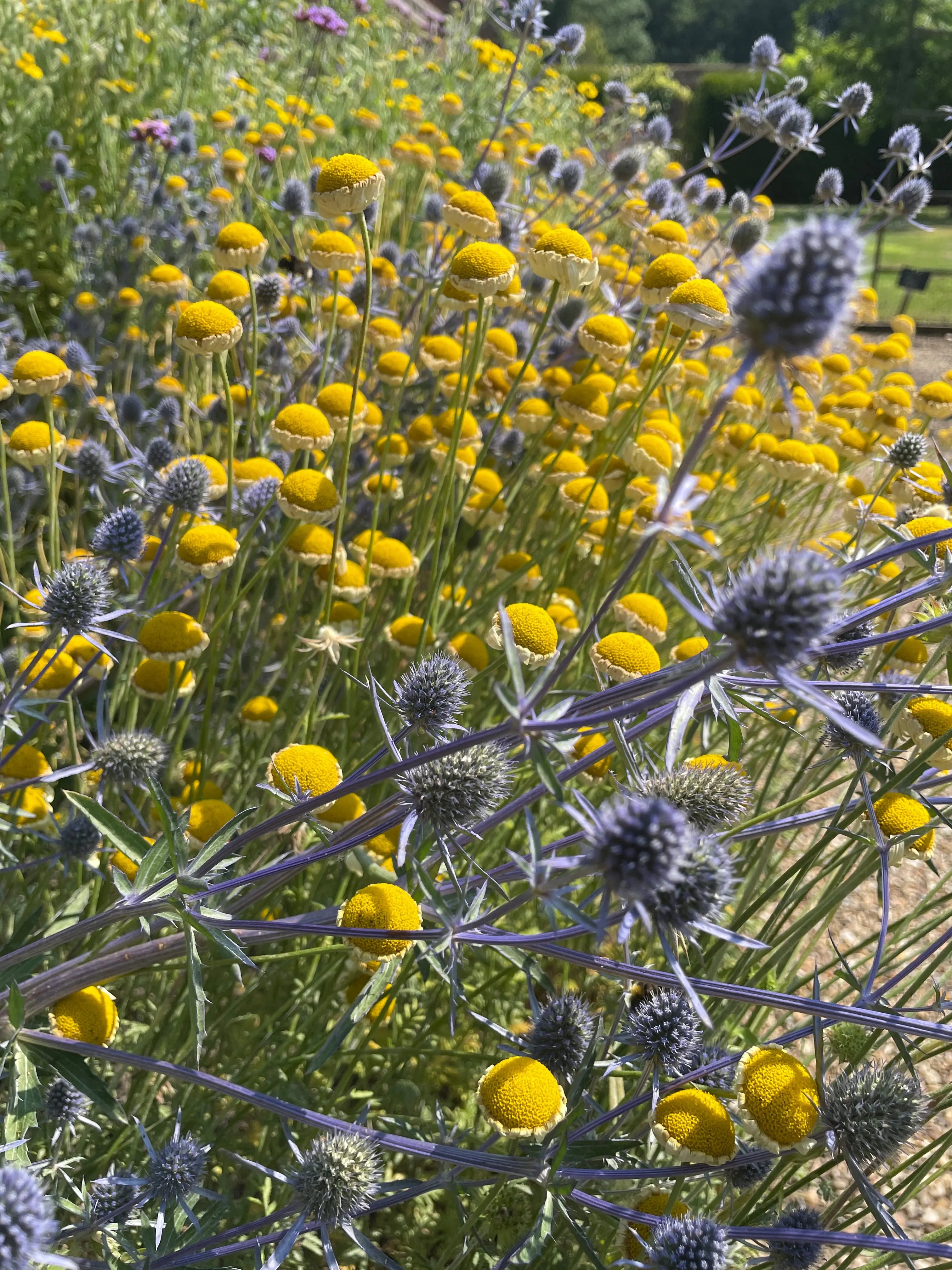 Eryngium Planum (Sea Holly) - Bishy Barnabees Cottage Garden Ltd