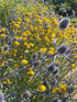 Eryngium Planum (Sea Holly) - Bishy Barnabees Cottage Garden Ltd